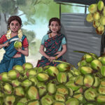 Pavani the coconut seller at Thengasipattanam